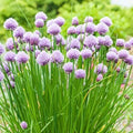 Chives Herb Seeds - 30 Fresh Seeds - Allium schoenoprasum - Free USA Shipping