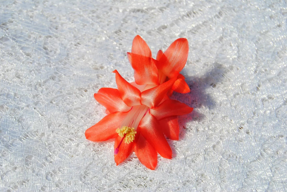 Christmas Cactus Starter Plant - Blushing Belle - Schlumbergera Truncata - Well Rooted Cactus for Home Decor