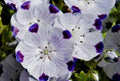 Five Spot Seeds - 50 Fresh Seeds - Five Spot (Nemophila maculata) - Free USA Shipping