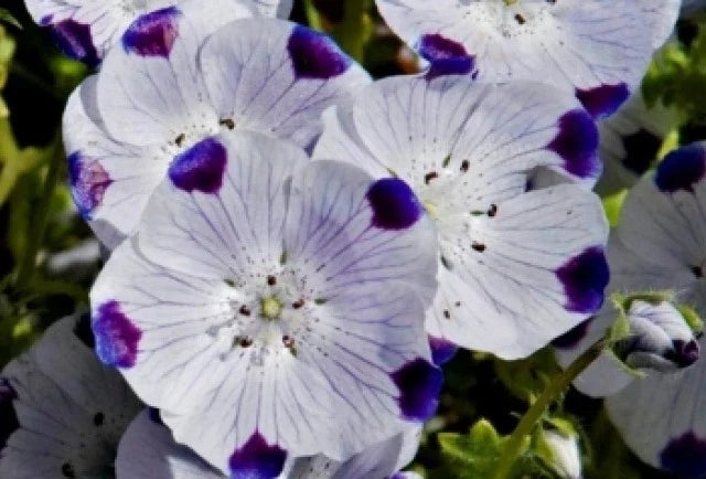 Five Spot Seeds - 50 Fresh Seeds - Five Spot (Nemophila maculata) - Free USA Shipping