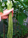 Long Bean Seeds - 120+ Yards - Heirloom Asian Chinese Long Bean - Non-GMO, Fresh