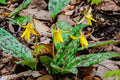 Wild Yellow Trout Lily Bulbs 5-Pack Erythronium americanum Bare Root