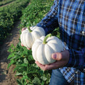 Small White Pumpkin Seeds 20 Pack Casperita - Non-GMO, Ideal for Decor, Garden Planting