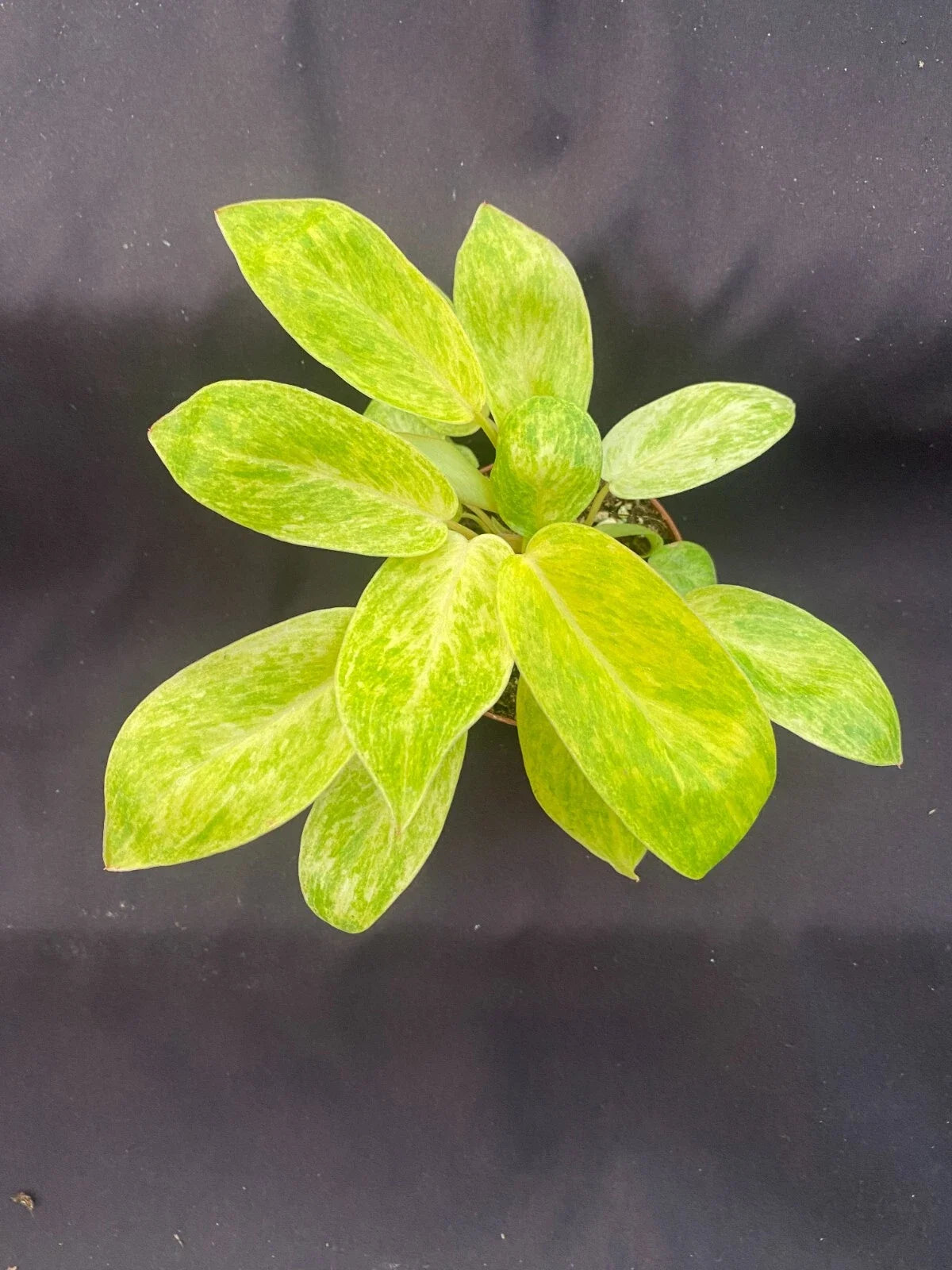 Philodendron Painted Lady Plant - Rooted 3" Pot - Tropical Houseplant - Philodendron erubescens