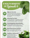 Winter Giant Spinach Seeds - 150+ Heirloom Non-GMO Open Pollinated - Spinacia oleracea