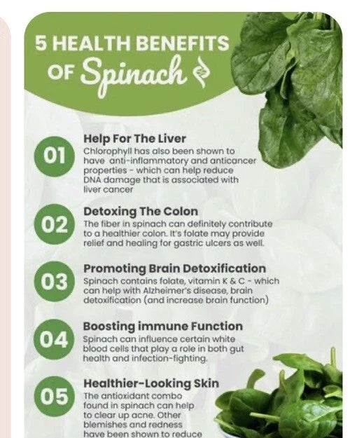 Winter Giant Spinach Seeds - 150+ Heirloom Non-GMO Open Pollinated - Spinacia oleracea