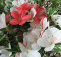 Azalea Starter Plant - White & Peach Striped - Rhododendron Deciduous