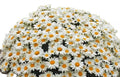 Shasta Daisy Plants Set of 5 Bare Root Perennials White Flowers Leucanthemum × superbum Pre-Order for Spring Shipping