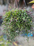 Othonna Capensis Ruby Necklace Succulent Live Plant in 4" Pot, Fully Rooted, Unique Colorful Foliage