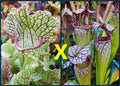 Sarracenia Seeds - 2025 Fat Mitchelliana X (Adrian Slack X Judith Hindle) - Carnivorous Plant Seeds for Gardening
