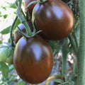 Black Prince Tomato Seeds - 10+ Heirloom Organic Non-GMO - Rare Variety