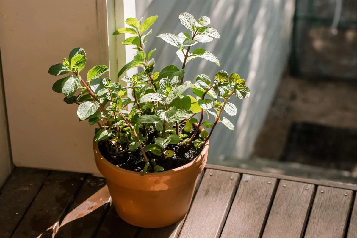 Chocolate Mint Starter Plant - 8 Inch Live Organic Herb - Mentha x piperita 'Chocolate' - Fresh Homegrown Mint