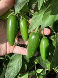 Texas Jalapeno Pepper Seeds - 100 Organic Homegrown Vegetable Seeds for Garden - Capsicum annuum