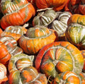 Heirloom Gourd Seeds - Turk's Turban Variety - Huge Decorative Edible - Non-GMO USA - 12 Seeds
