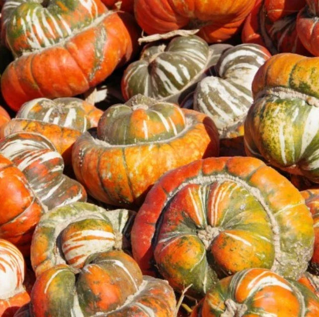 Heirloom Gourd Seeds - Turk's Turban Variety - Huge Decorative Edible - Non-GMO USA - 12 Seeds