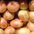 Walla Walla Sweet Onion Seeds | Heirloom Non-GMO Variety | Allium cepa | Free Shipping