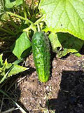 Cucumber Seeds, 25+ Heirloom Boston Pickling, Non-GMO, Ideal for Pickling, Cucumis sativus