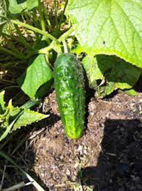 Cucumber Seeds, 25+ Heirloom Boston Pickling, Non-GMO, Ideal for Pickling, Cucumis sativus