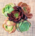 Aeonium Cuttings Set of 5 - 2.5" Diameter - Succulent Variety - Aeonium spp.