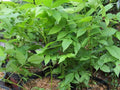 Black Walnut Trees 12"-16" Juglans Nigra Live Bareroot Seedlings - (3 Pack)