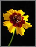 Coreopsis Seeds - 100+ Plains Coreopsis Seeds - Newly Harvested (Coreopsis tinctoria)