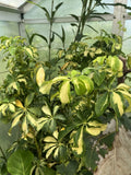 Variegated Schefflera Arboricola Cuttings - 6 Tropical Houseplant Shrub Unrooted - Indoor Plant Decor