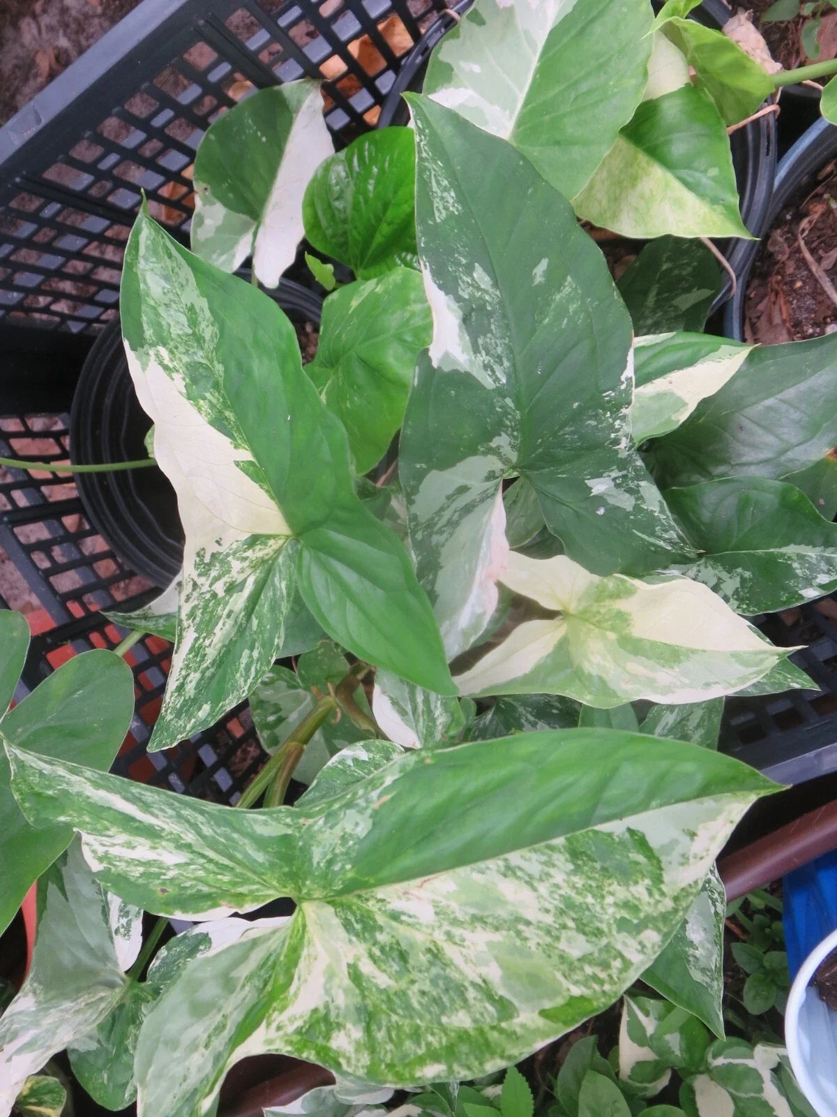 Variegated Syngonium Cutting - Albo Podophyllum - Houseplant for Indoor Decor - Tropical Plant