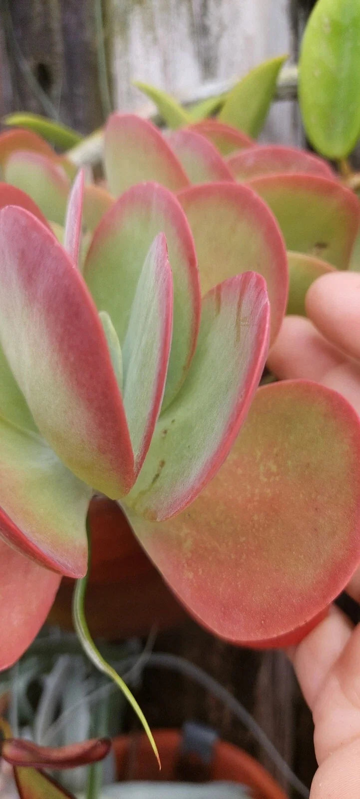 Flapjack Kalanchoe Succulent Live Plant | Paddle Leaf Variety | Kalanchoe luciae