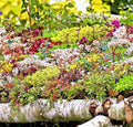 200 Sedum Seeds - Autumn Mix Succulent Ground Cover - Stonecrop (Sedum spp.)
