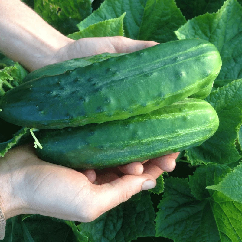 Cucumber Seeds - 100+ Heirloom Spacemaster 80 - Organic Non-GMO - Fresh Quality Gardening Supplies