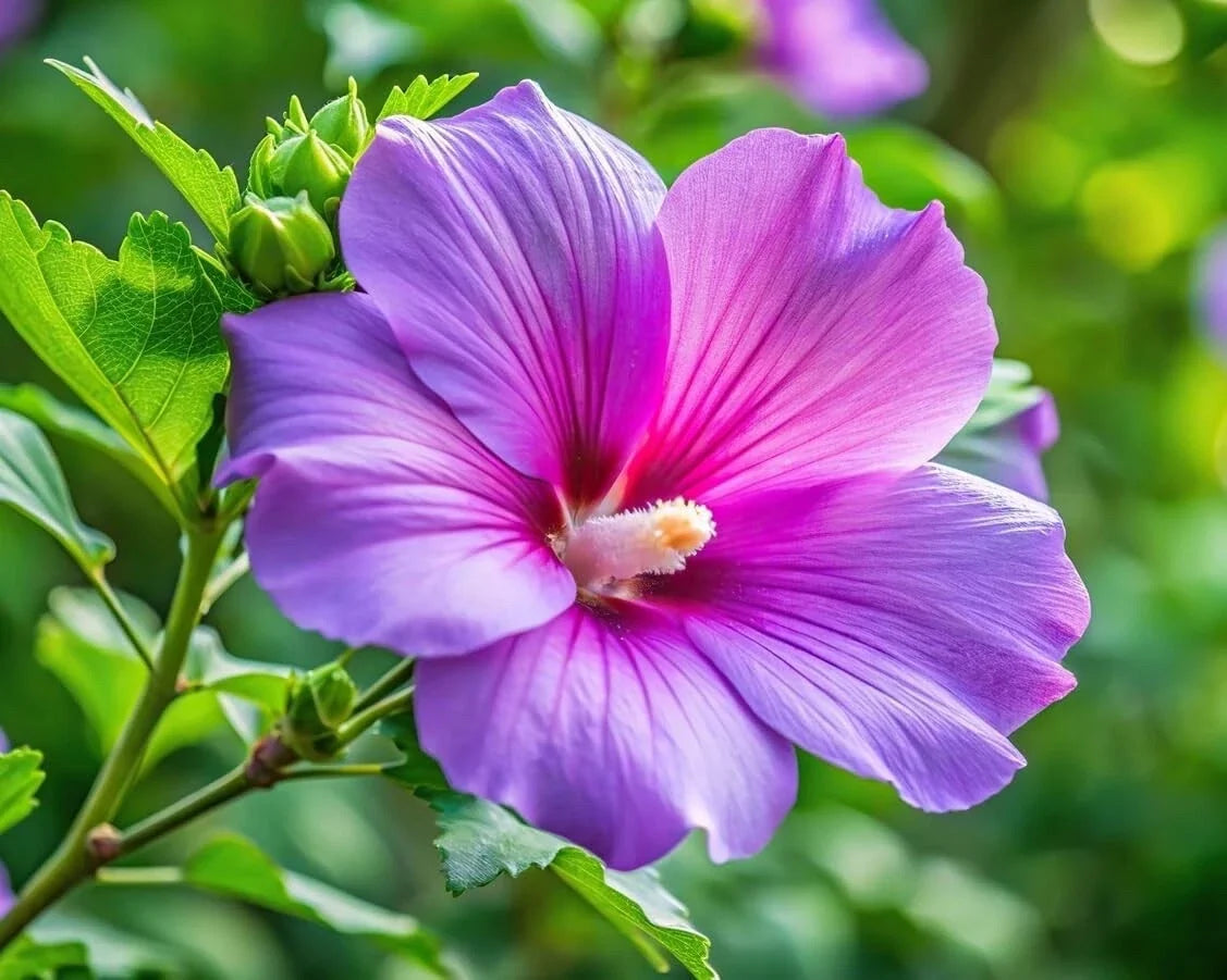 Purple Hibiscus Plant Seedling - One Rooted Plant - Vibrant Purple Flowers - Hibiscus sabdariffa