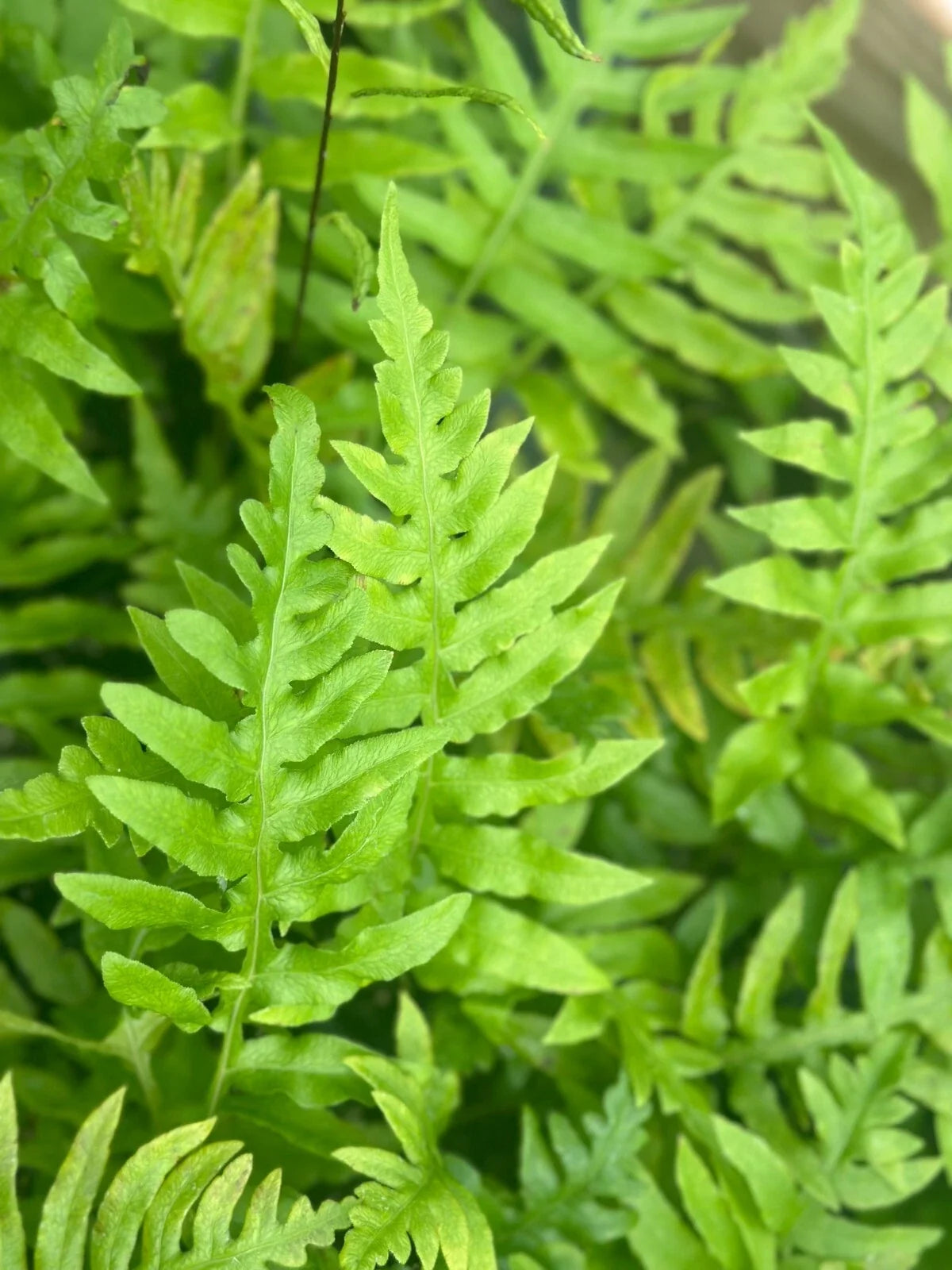 Leatherwood Fern | Bare-root | Fast-Growing Evergreen | Dicksonia antarctica