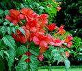 Live Plant Orange Hummingbird Trumpet Creeper Vine Starter Rooted (Campsis radicans)