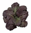 Red Giant Mustard Seeds - Heirloom Non-GMO - Brassica Juncea - Organic Gardening Seeds with Tracking
