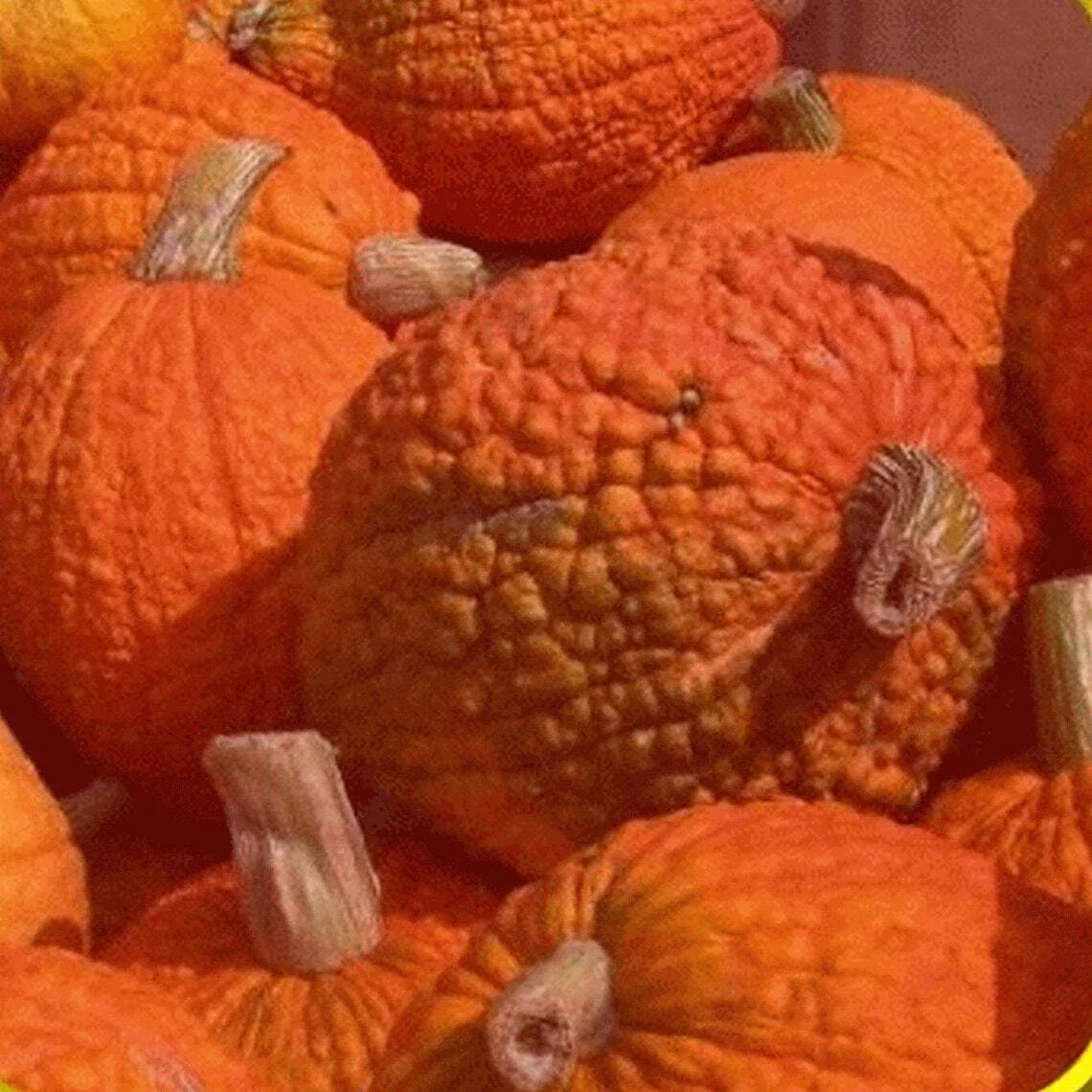 Heirloom Pumpkin Seeds - Red Warty Popcorn Knucklehead Variety for Decoration & Edible Use - Cucurbita pepo