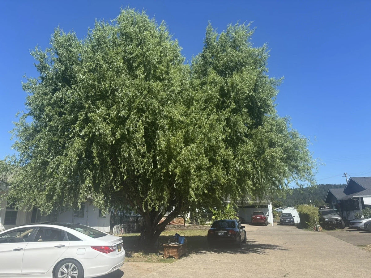 Corkscrew Willow Tree Cuttings - 10 Pack - Distinctively Curled Leaves - Salix babylonica 'Tortuosa'