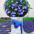 Creeping Thyme Seeds - 250 Seeds - Blue Ground Cover - Thymus serpyllum