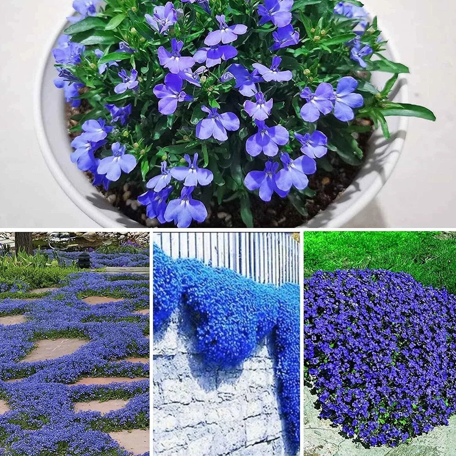 Creeping Thyme Seeds - 250 Seeds - Blue Ground Cover - Thymus serpyllum