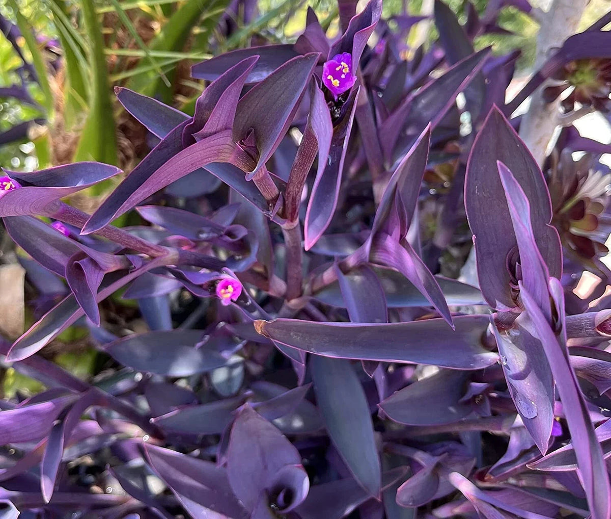 Purple Heart Wandering Tradescantia Pallida Cuttings - 5 Jew Plant Cuttings for Cactus and Succulent Gardens