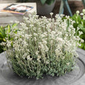 Pussytoes Ground Cover Seeds 100 Seeds White Antennaria Dioica