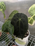 Anthurium Forgetii Dark Form Plant - Rare Aroid Variety, Tropical Houseplant