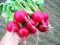 Organic Heirloom Cherry Belle Radish Seeds - 50+ Non-GMO Seeds - Fast Growing Garden Vegetable