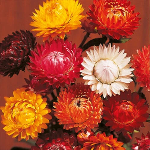 Tom Thumb Mix Strawflower Seeds | Flower Seeds | Helichrysum bracteatum | Non-GMO, Easy to Grow