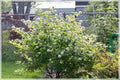 Buttonbush Plant 12-18in Live Bare Root Native Cephalanthus occidentalis for Wet Soils, Rain Gardens, and Woodland Gardens
