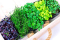 Microgreens Mix - 5 Varieties - Basil, Onion, Radish, Alfalfa, Wheatgrass - Nutrient-Dense Sprouts