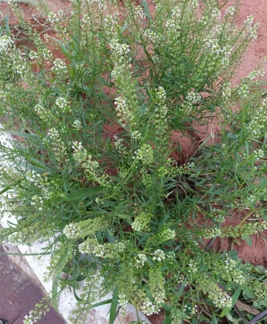 Organic Peppergrass Seeds - 100 Count - Virginia Pepperweed Herb (Lepidium virginicum)