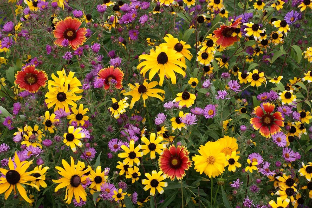 Perennial Wildflower Mix | Fresh Seed | All Varieties | Native Wildflowers for Garden | Eco-Friendly Planting