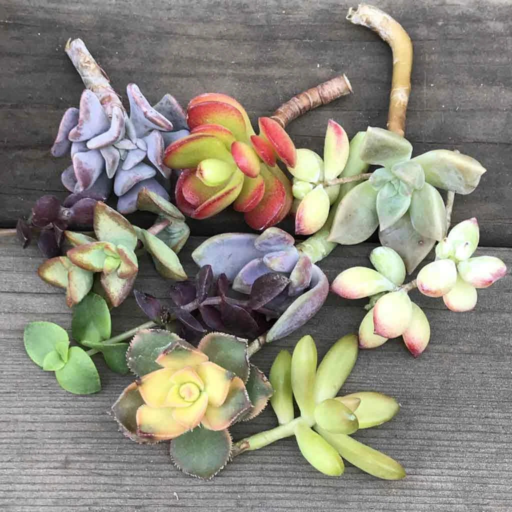 Colorful Succulent Cuttings - Mystery Variety - 14 Pieces - Ideal for DIY Planters and Terrariums