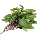 Thai Basil Seeds - 100+ Heirloom Non-GMO Organic Seeds - Ocimum basilicum
