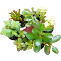 Succulent Cuttings 10-Pack Crassula Mix Unrooted Jade Money Variegated - Crassula spp.